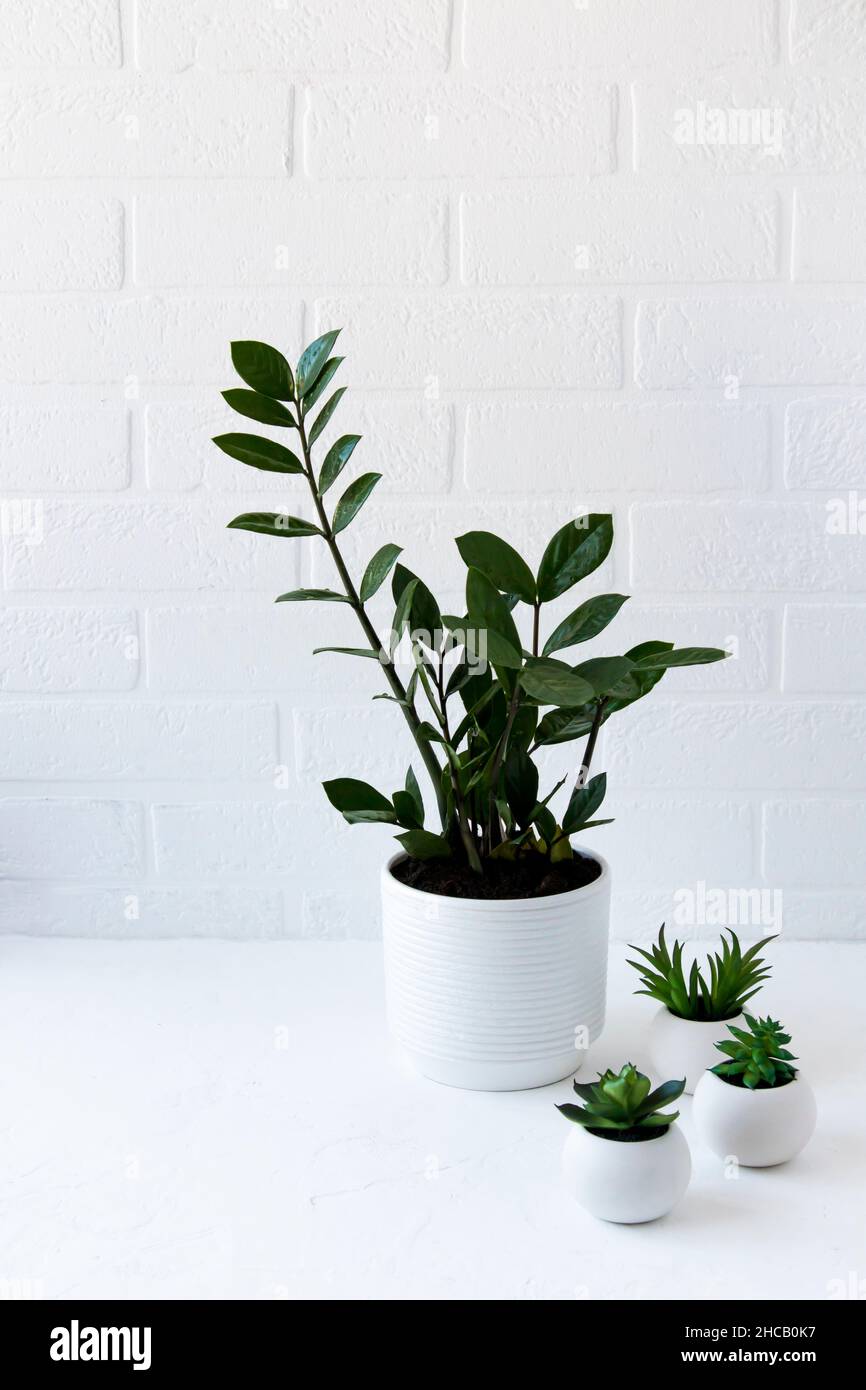 zamioculcas and succulents in ceramic hills on a table against a white brick wall. home gardening Stock Photo