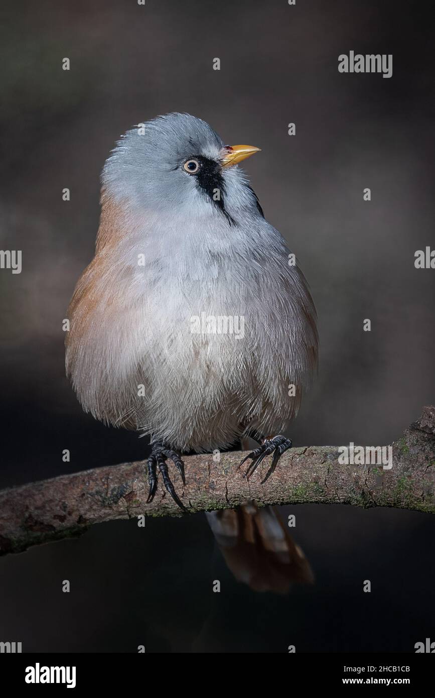 A close up portrait of a bearded reedling. These are also known as a bearded tit. Panurus biarmicus. Stock Photo