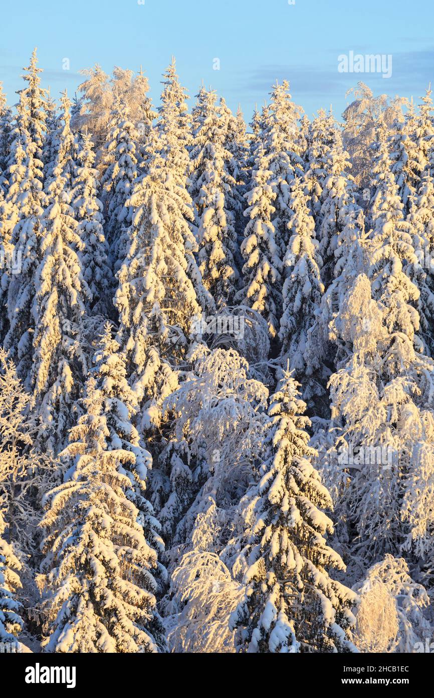 Spruce trees with snow in the forest Stock Photo - Alamy