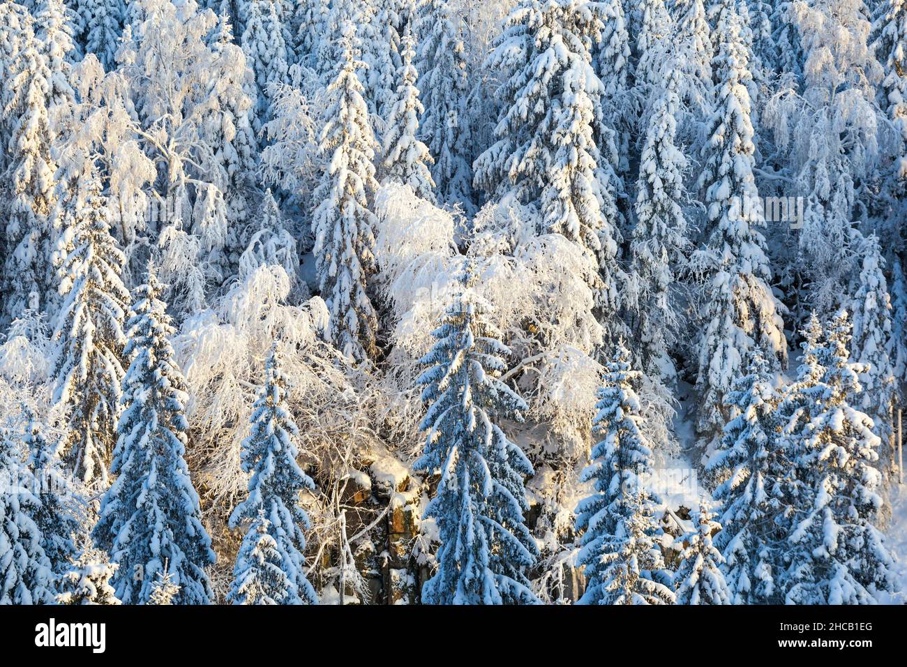 Winter in the forest with snow on spruces Stock Photo - Alamy