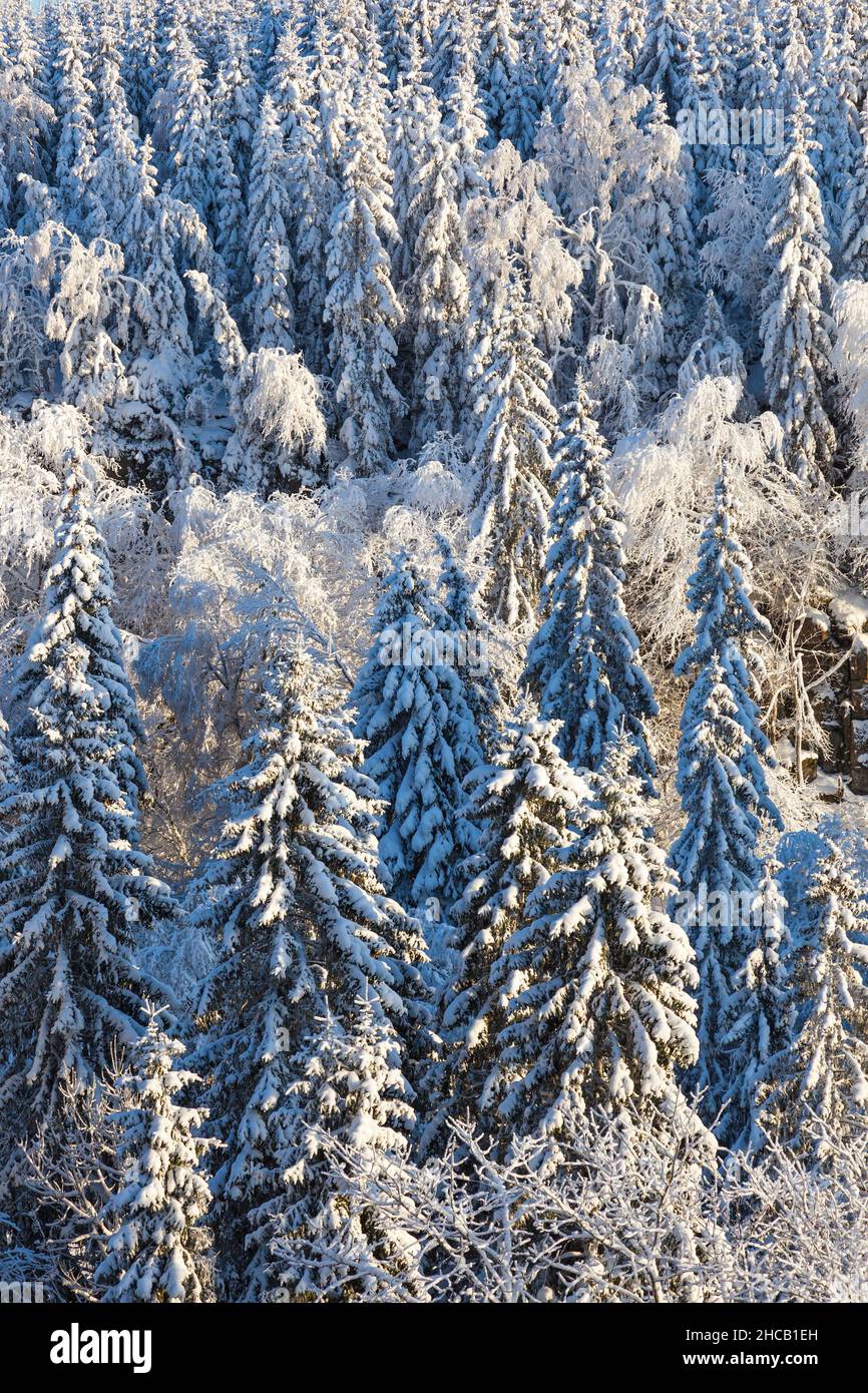 Coniferous forest with snow in the winter Stock Photo - Alamy