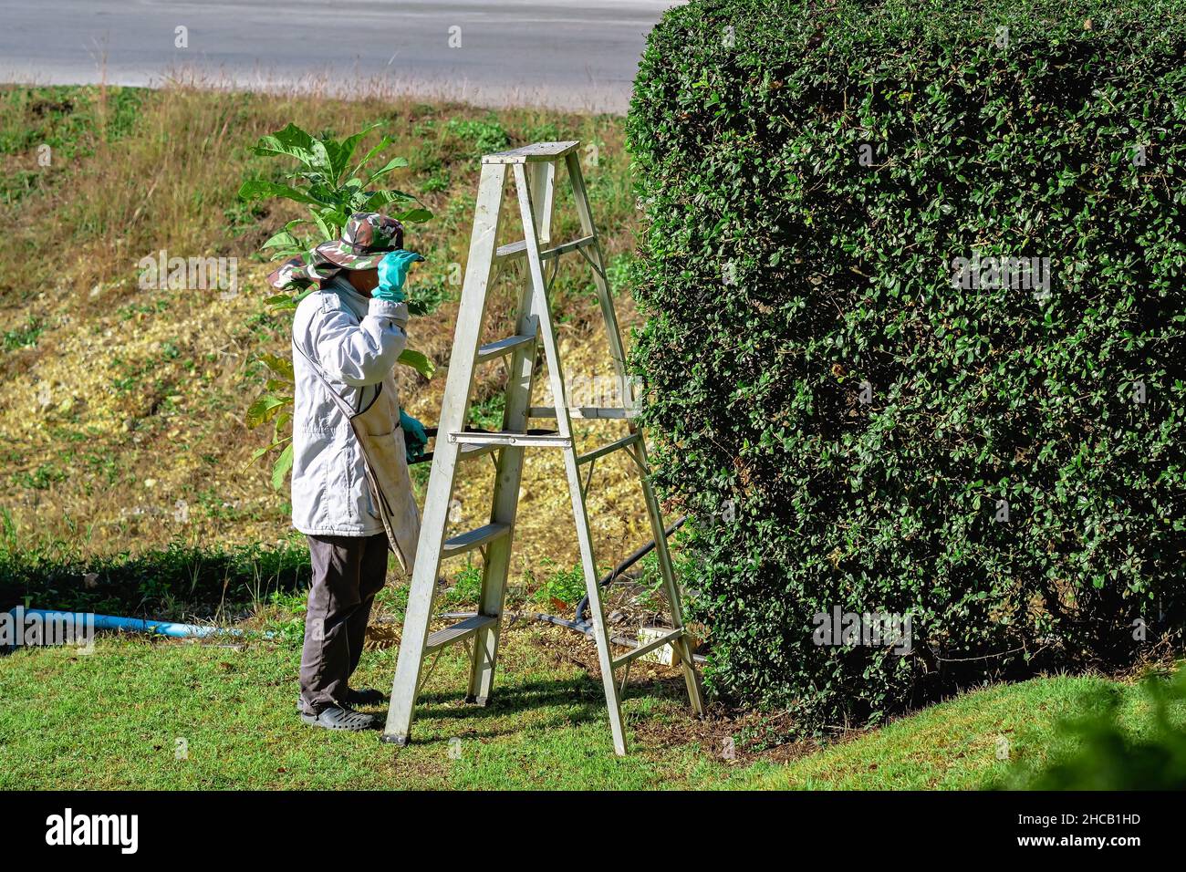 Asian professional gardener trimming plants using pro scissors and ladder. A Tree Surgeon or Arborist using scissors up tree cutting branches. Decorat Stock Photo
