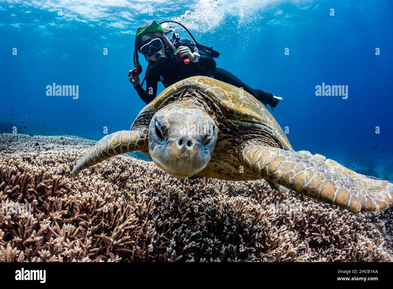 Scuba Diver behind Turtle at Flinders Reef, Moreton Island, Queensland, Australia Stock Photo