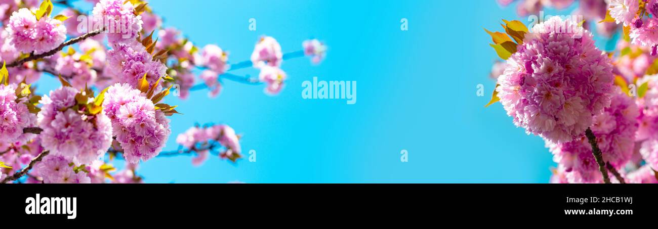 Spring banner, blossom background. Blooming sakura blossoms flowers close up with blue sky on nature background. Sakura Festival. Blossom tree sakura Stock Photo