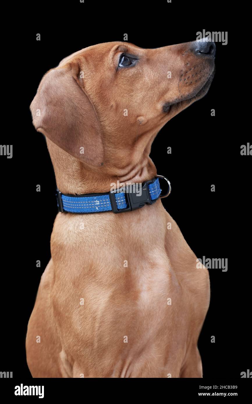 Close-up side view of a Rhodesian Ridgeback dog puppy. Brown purebred hunting dog with blue collar isolated on black background. Stock Photo