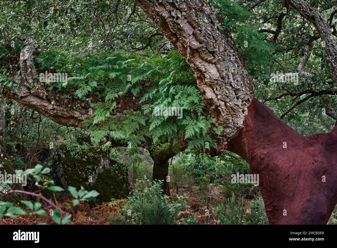 Los Alcornocales Natural Park in Cadiz.  Cork oaks (Quercus suber) whose bark has been extracted for cork production. Cortes de la Frontera, Andalusia Stock Photo