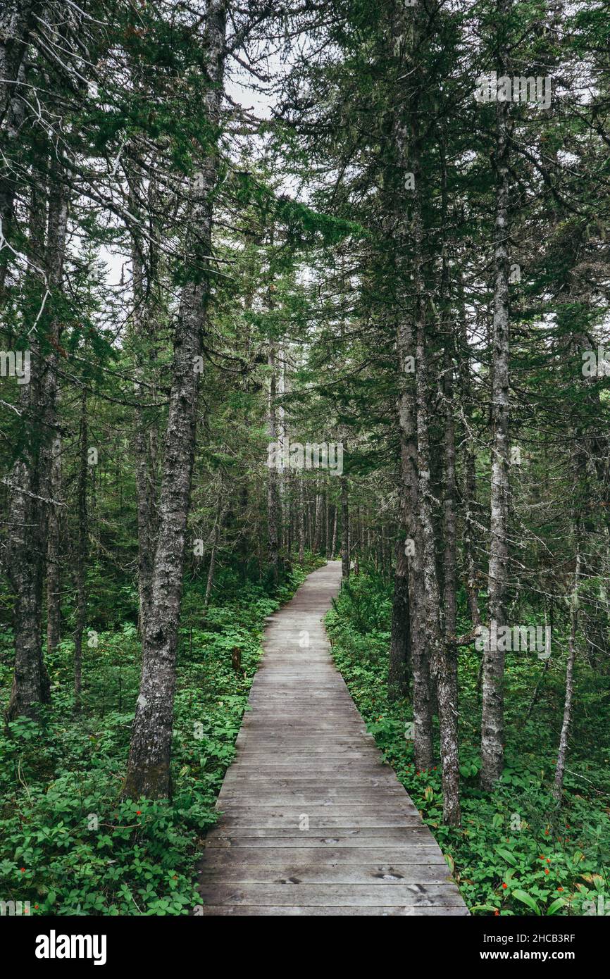 Boardwalk in the forest of Quarry Island in Mingan Archipelago national park in Cote Nord region of Quebec, Canada Stock Photo