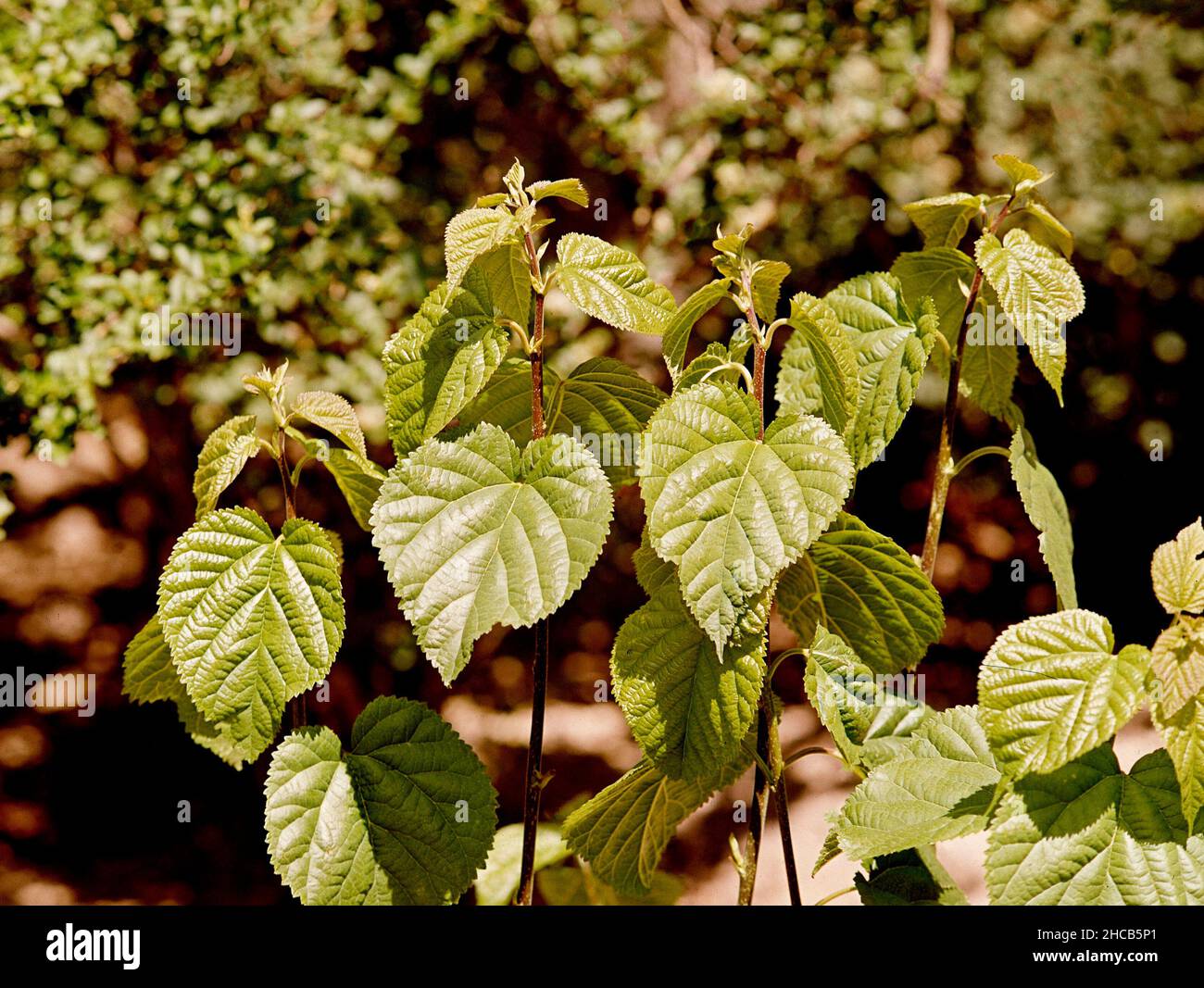 Hojas de morera hi-res stock photography and images - Alamy