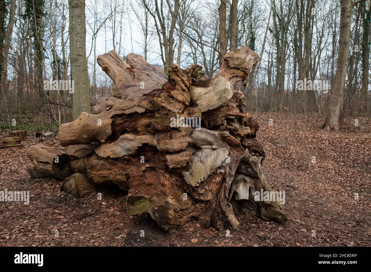 Big tree stump found in a forest near Aarhus, Denmark Stock Photo
