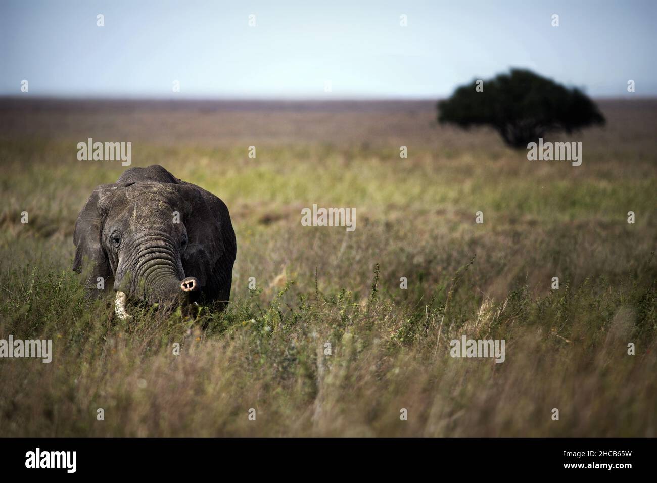 Elephant in an open field in Tanzania Stock Photo