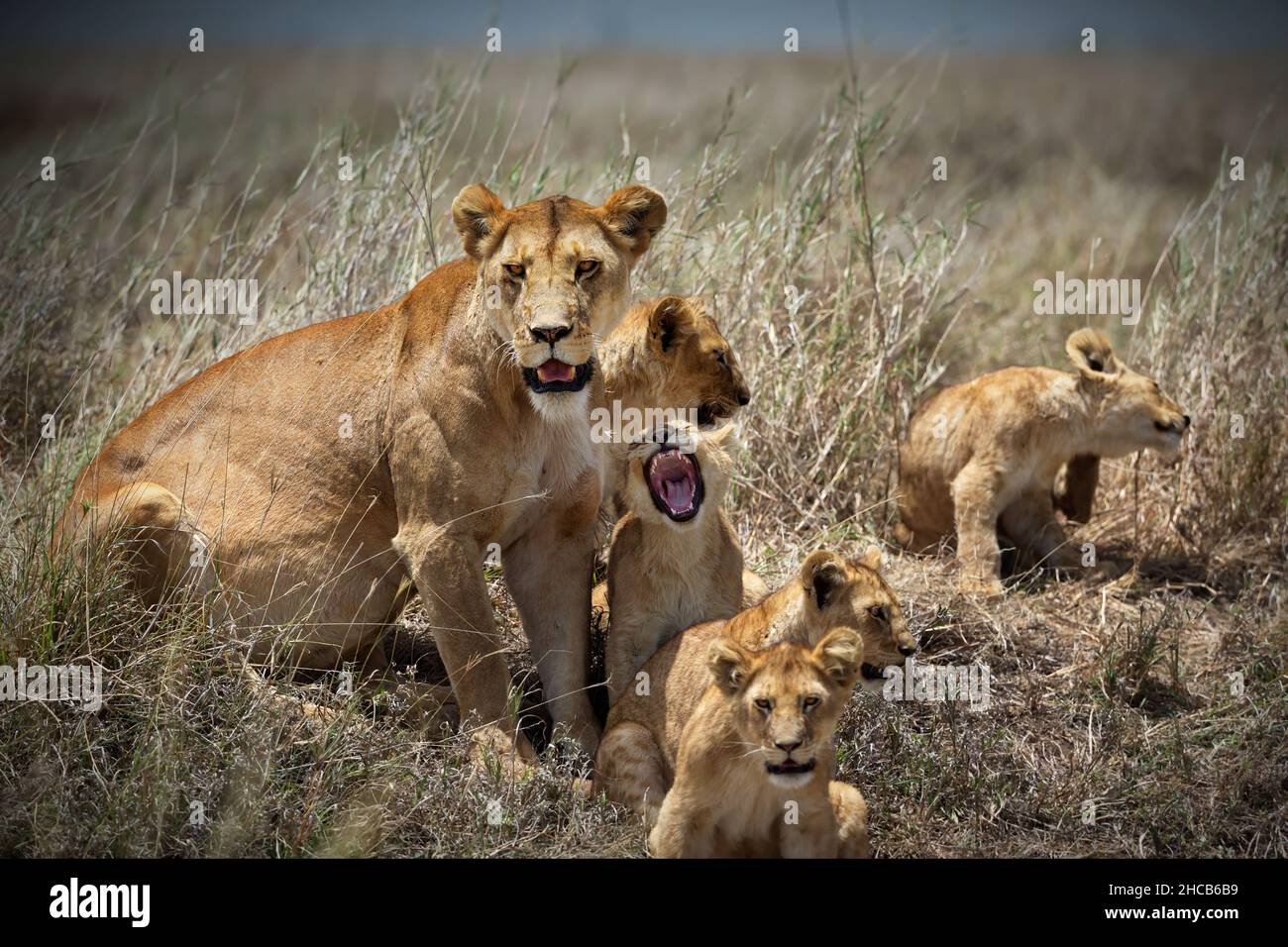 Group of baby lions in Tanzania Stock Photo