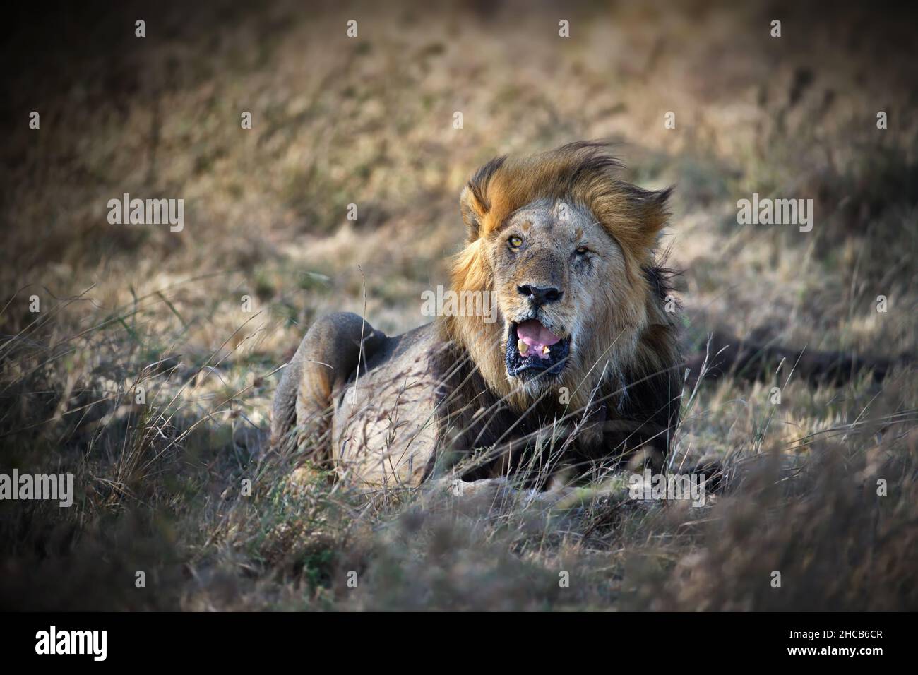 Lion in Tanzania nature during daylight Stock Photo