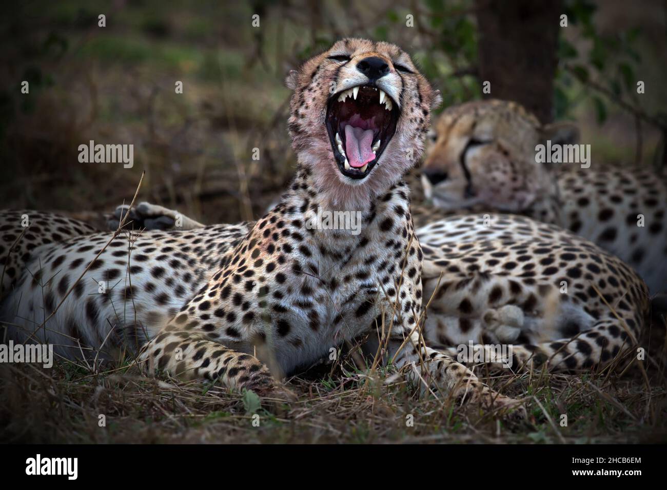 Leopard water cat africa hi-res stock photography and images - Alamy
