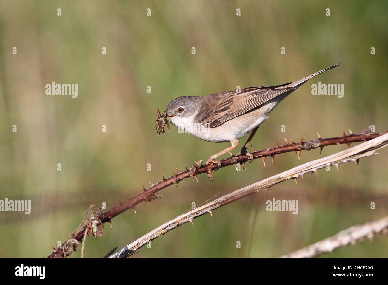 Whitethroat with a beak full of larvae and bugs is an indication of a nearby nest with chicks in that are still being fed. Stock Photo