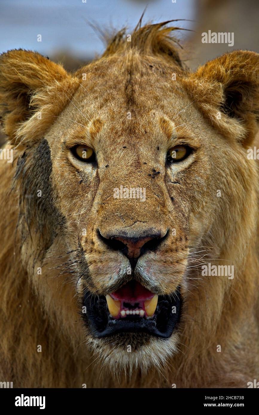 Vertical portrait of a lion in Tanzania Stock Photo - Alamy