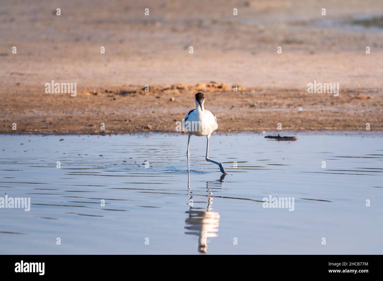 The pied avocet, Recurvirostra avosetta, is a large black and white ...