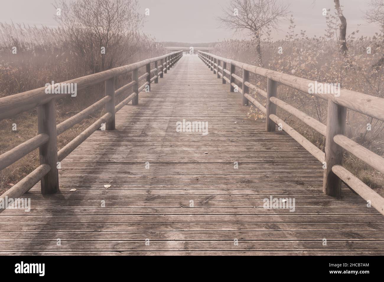 Wooden bridge in the forest in the fog. Calm nature scenery for book cover and background Stock Photo