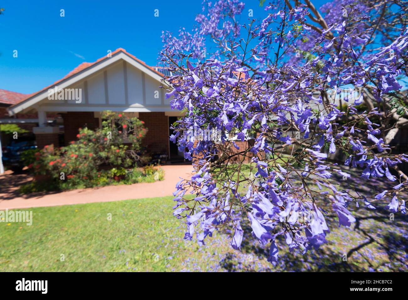 A close up of a flowering Jacaranda (Jacaranda mimosifolia) in the front yard of a California Bungalow style home in Sydney, Australia Stock Photo