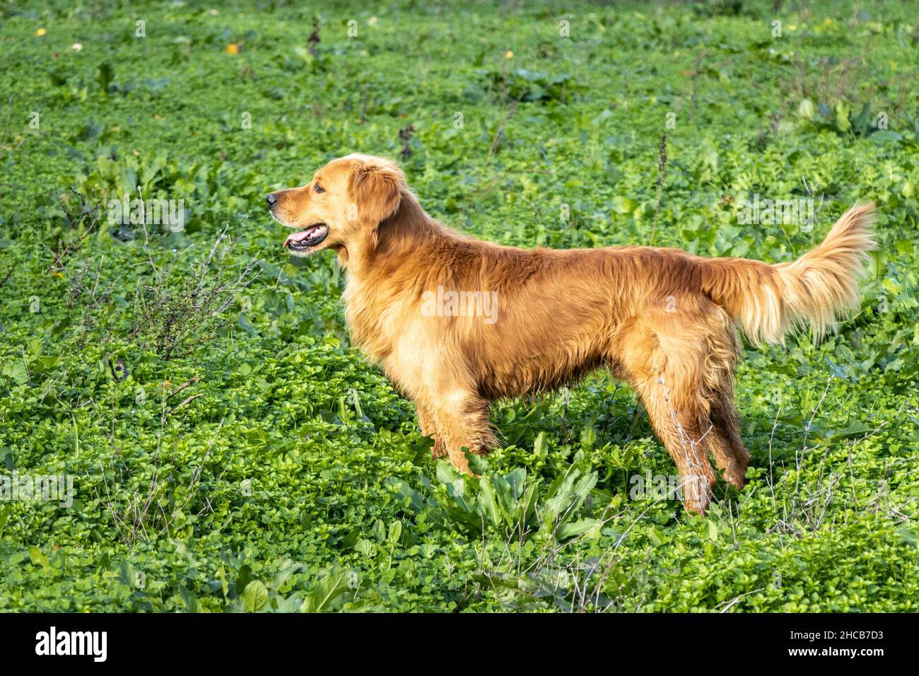 Scottish Golden Retriever dog standing on green grass in nature Stock Photo