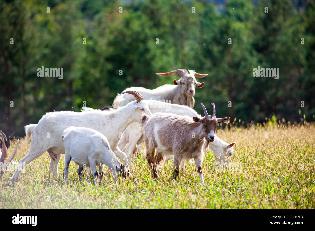 A herd of goats grazes in the meadow. Farming. Self-walking goat. Farm ...