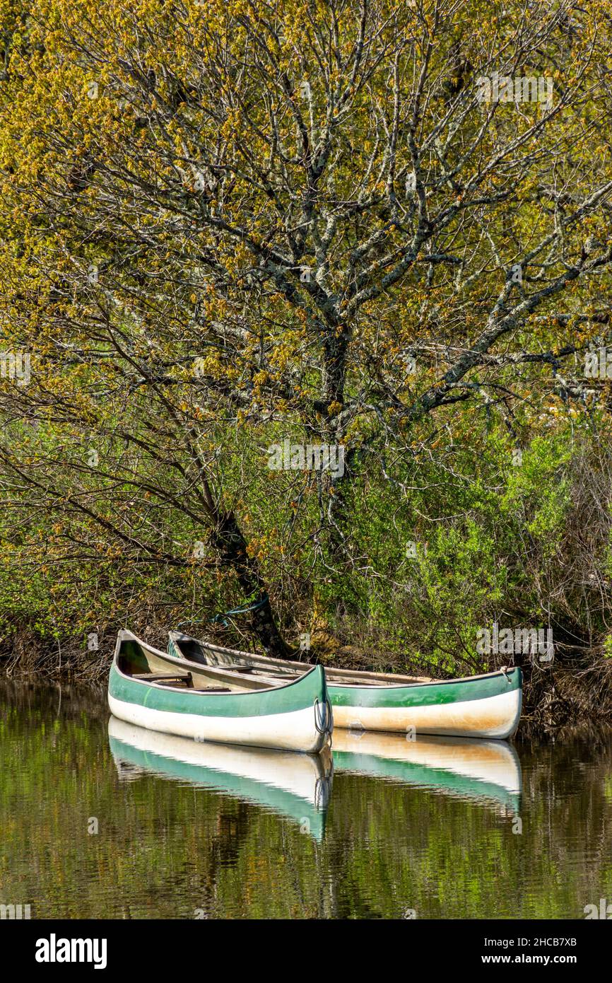 Arcachon Bay, France. Canoes on Leyre river in Le Teich Stock Photo