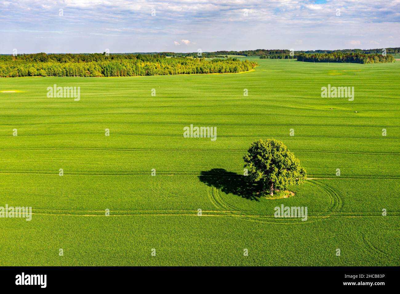 view from above on lonely tree with shadows in a green field and forest ...
