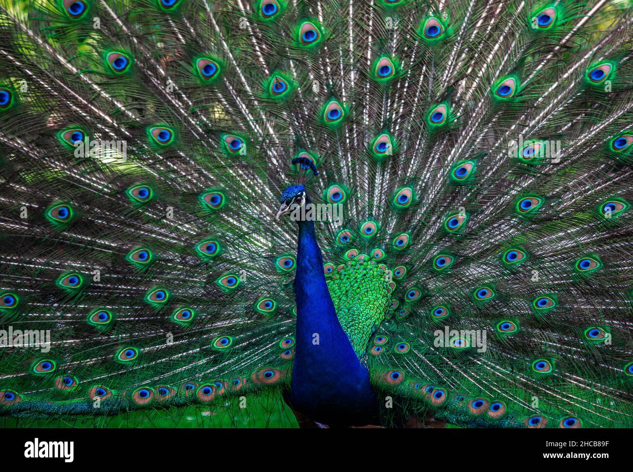 Indian male peacock shows it's beautiful colorful plumage Stock Photo