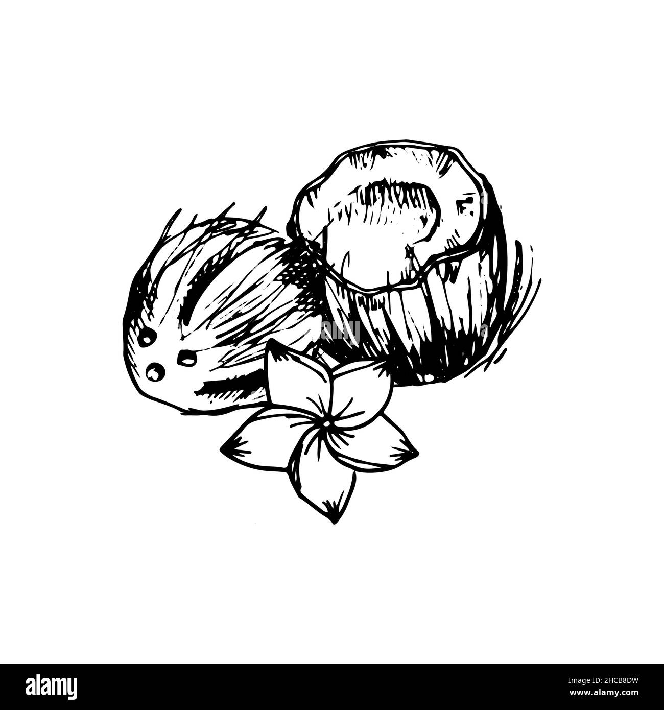 Coconut. Hand drawn vector sketch, doodle icon Stock Vector Image & Art ...