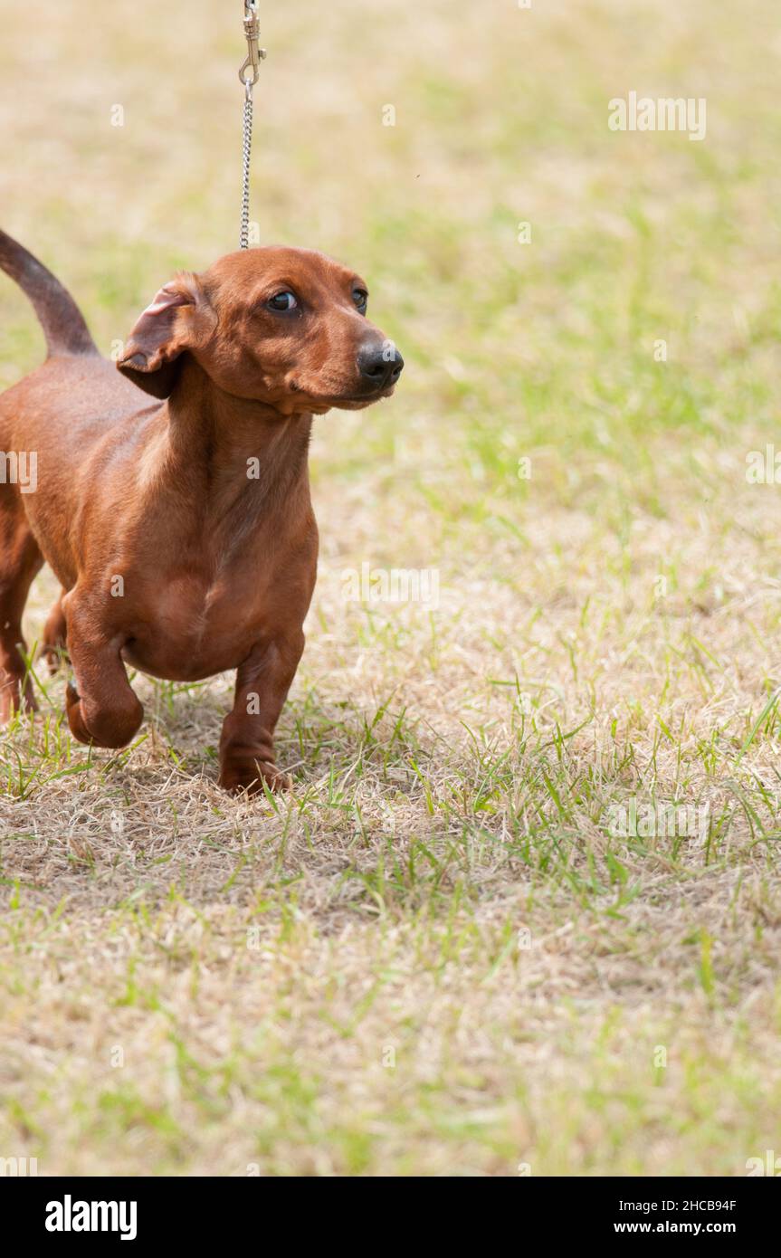 Smooth Dachshund in vertical formatted photo while walking Stock Photo