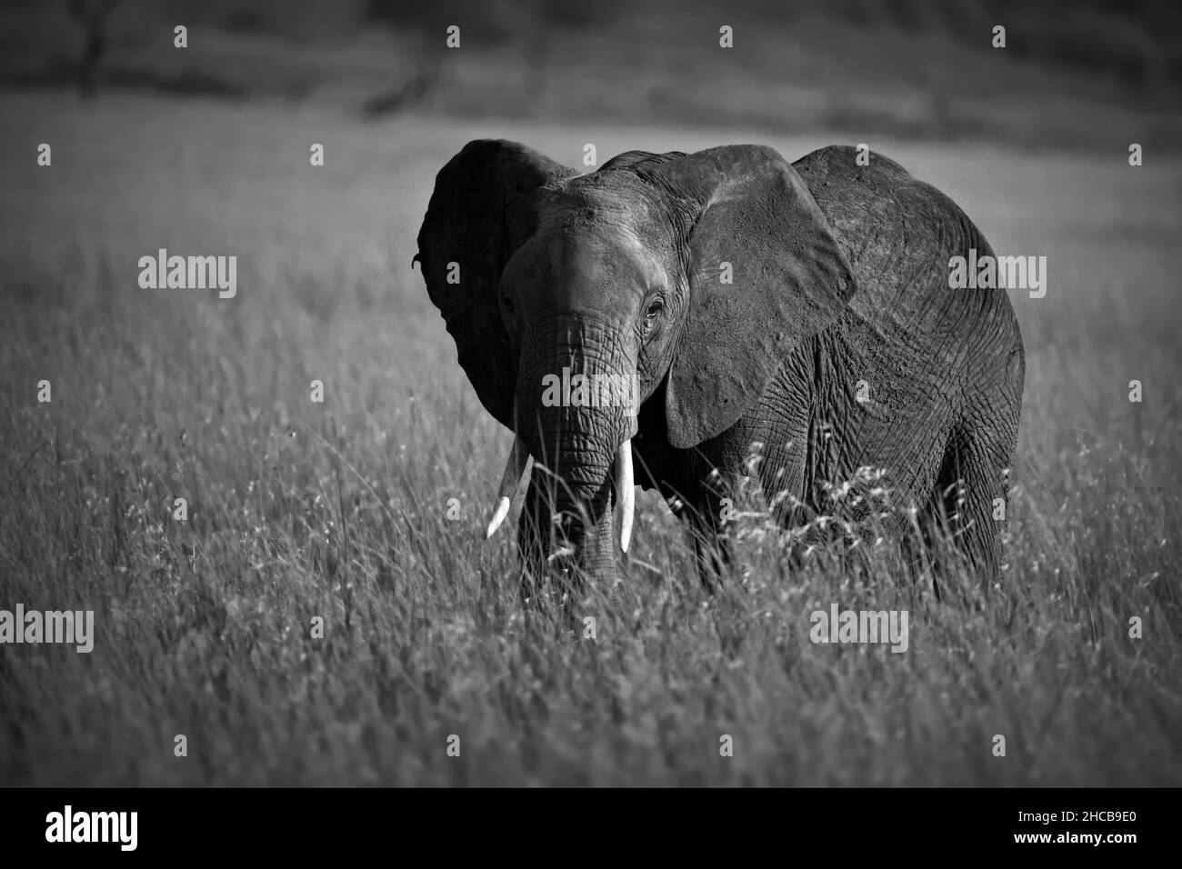 Greyscale shot of an elephant in Masai Mara, Kenya Stock Photo