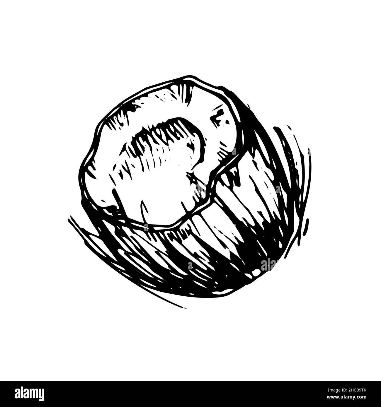 Coconut. Hand drawn vector sketch, doodle icon Stock Vector Image & Art ...