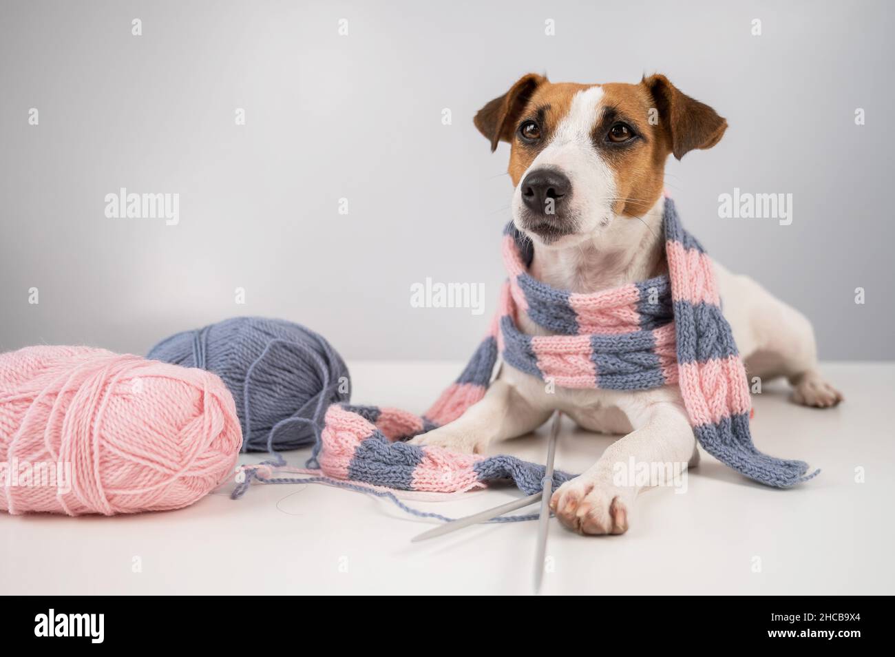 Dog jack russell terrier knits a knitted scarf on a white background