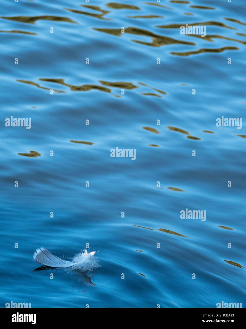 Flight. Feather on water Stock Photo Alamy