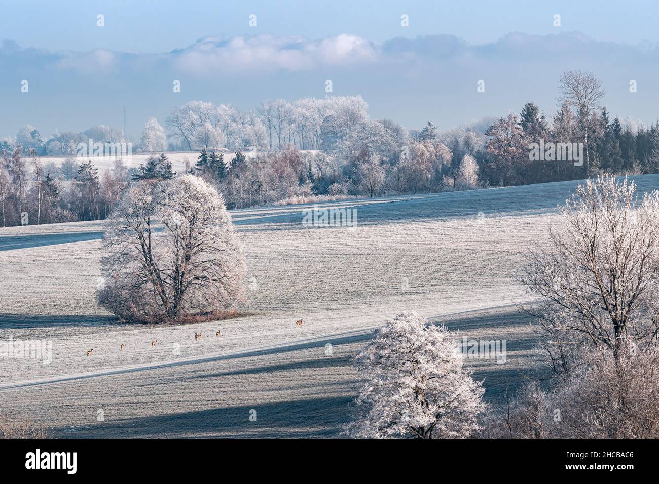 Winter landscape with frozen trees in field and blue sky Stock Photo ...