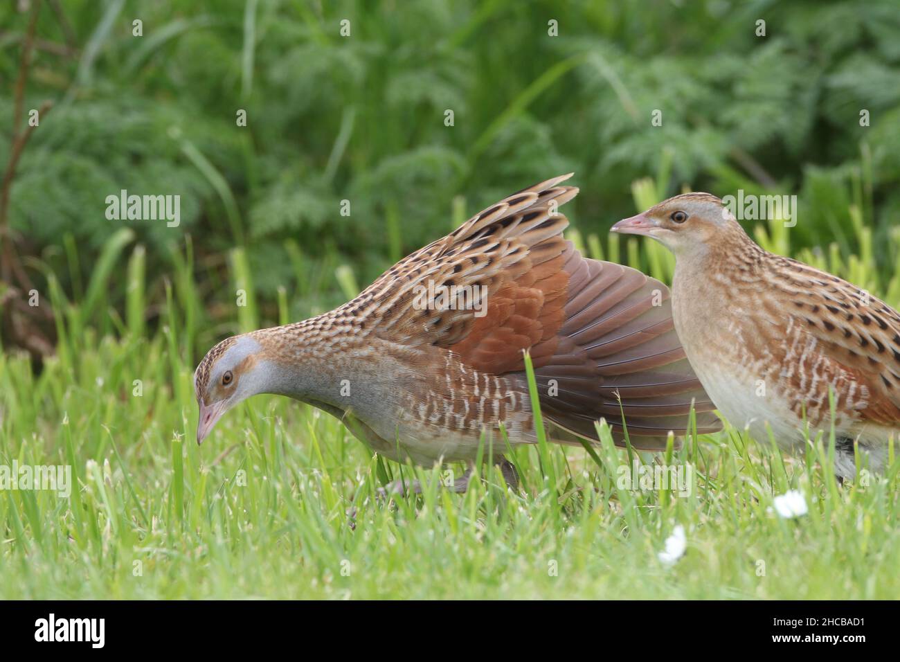 Female corncrake being wooed by a male in an attempt to mate, she was ...