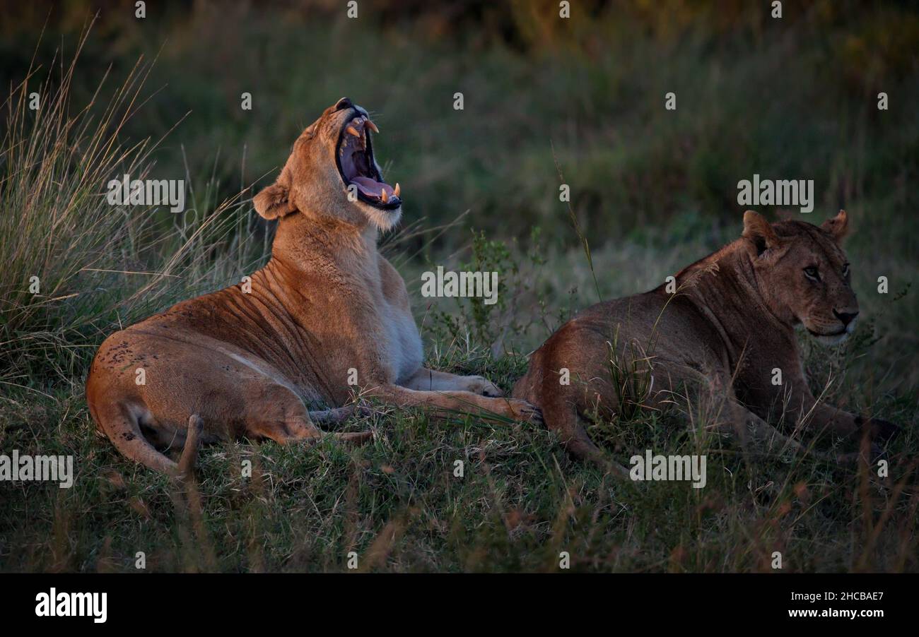 Group of angry lions on a field in Masai Mara, Kenya Stock Photo