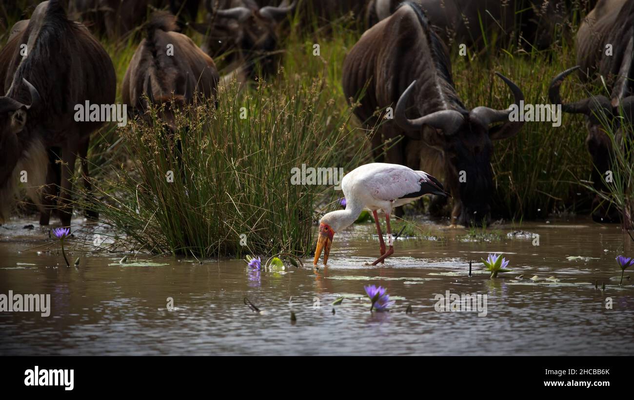 Egret with wildebeest animals in the background by a river in Masai Mara, Kenya Stock Photo