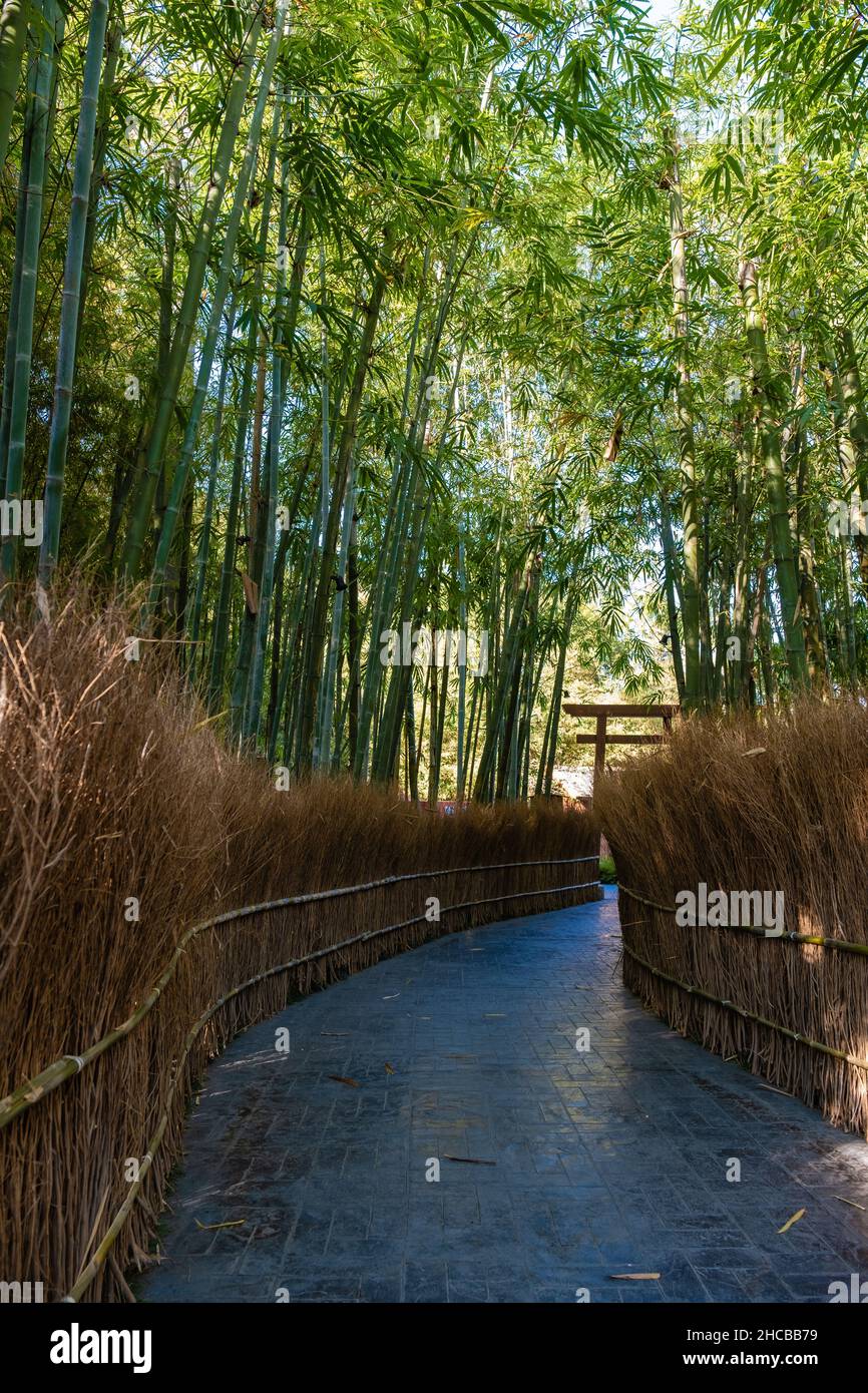 Bamboo forest in Chiang Mai Thailand, bamboo forest in a Japanese