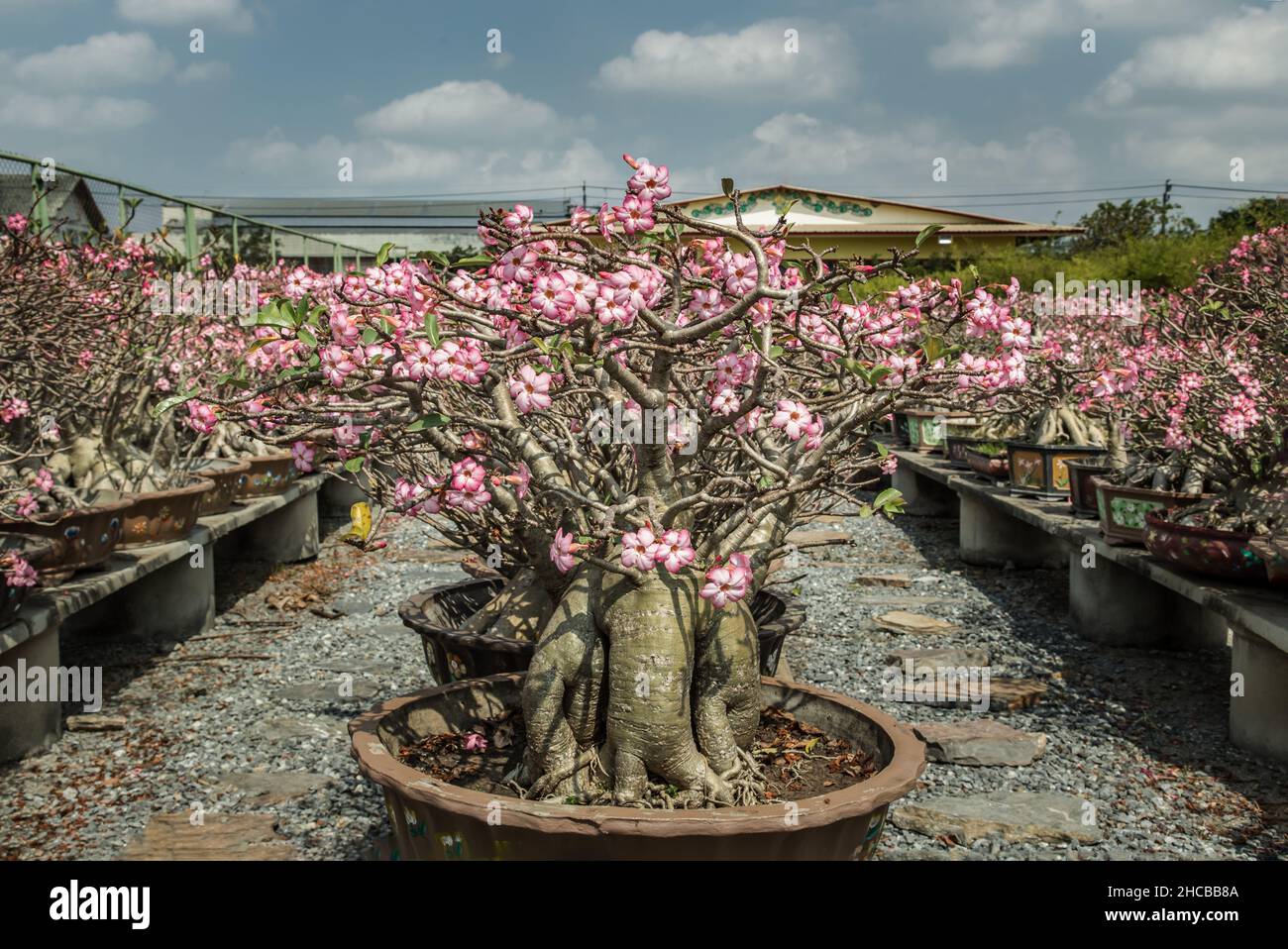 The Amazing Adenium arabicum Plant. Pot plant of pink desert rose, Bonsai tree style used for