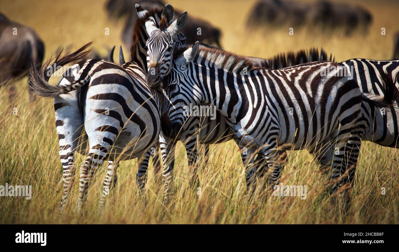 Group zebras in grass hi-res stock photography and images - Alamy