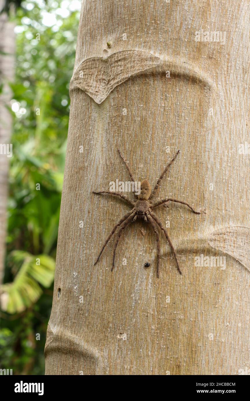 Running crab spider portrait. Philodromus species, running crab spider ...