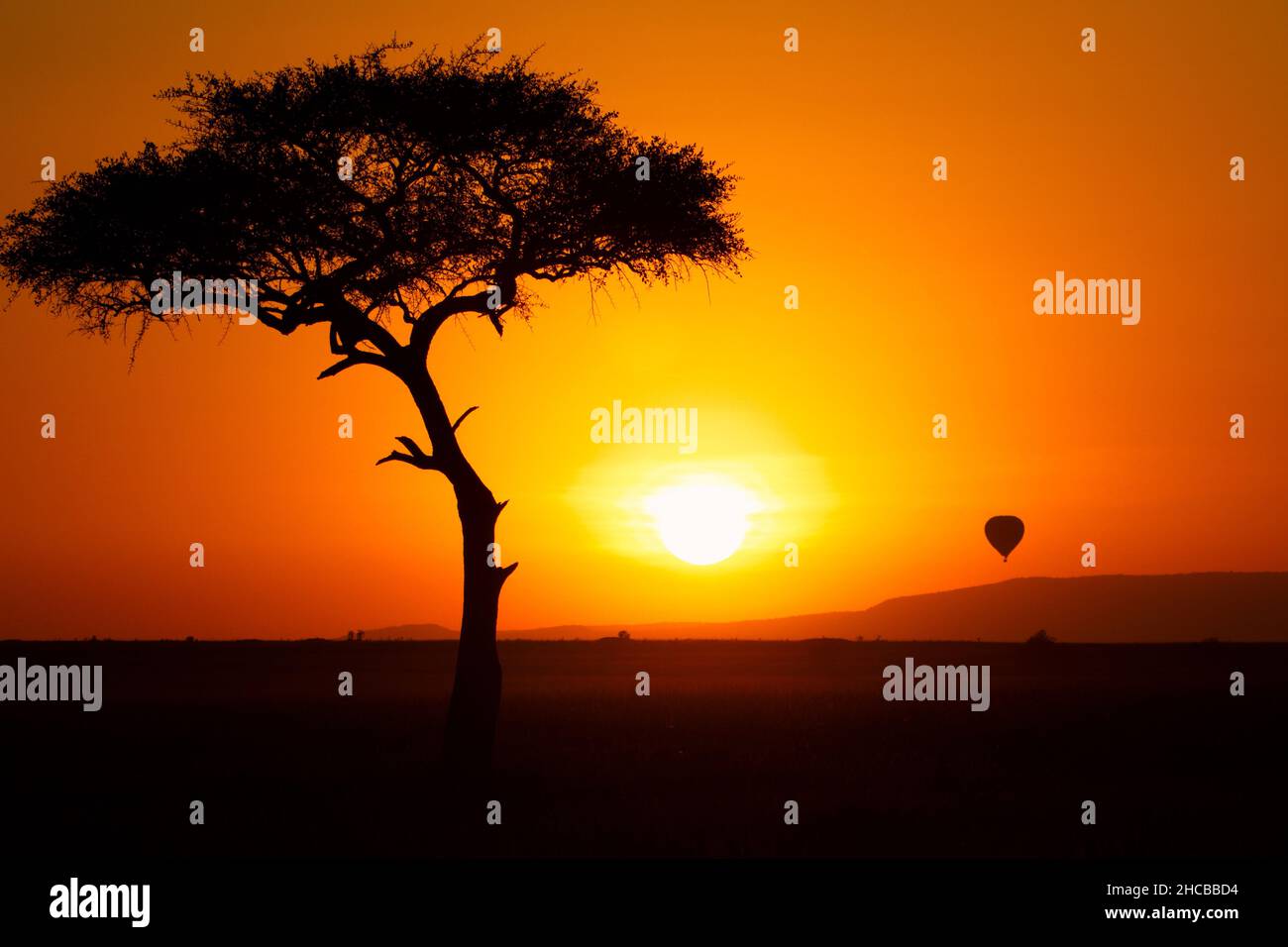 Tree silhoutte and a skyball at scenic sunset in Kenya Stock Photo