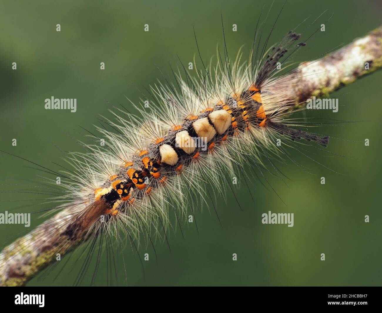 Dorsal view of Vapourer Moth caterpillar (Orgyia antigua). Tipperary, Ireland. Stock Photo