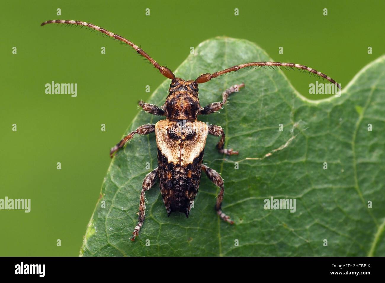 Lesser Thorn-tipped Longhorn Beetle (Pogonocherus hispidus) resting on oak leaf. Tipperary, Ireland. Stock Photo