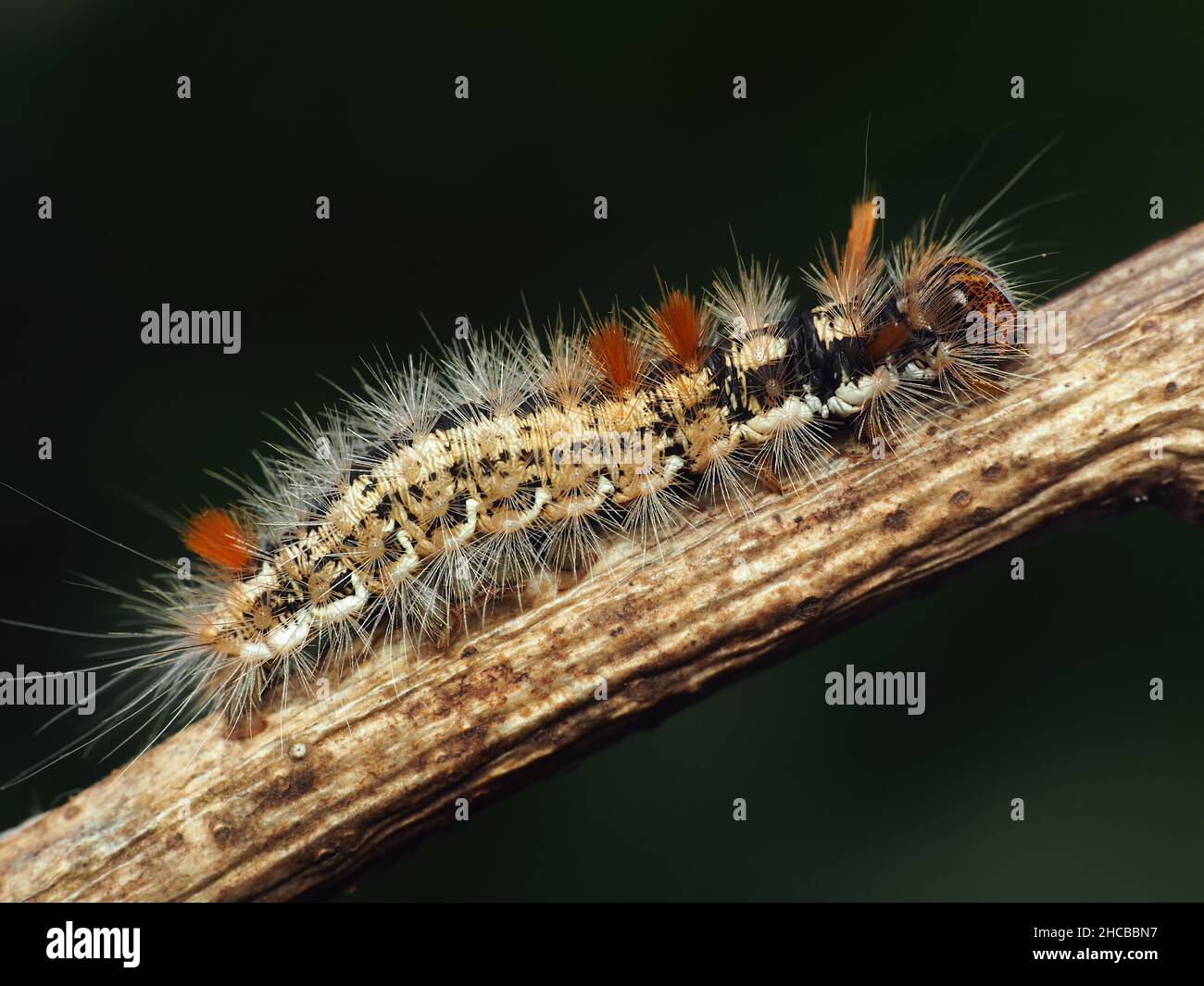 Nut-tree Tussock moth caterpillar (Colocasia coryli) at rest on twig. Tipperary, Ireland. Stock Photo