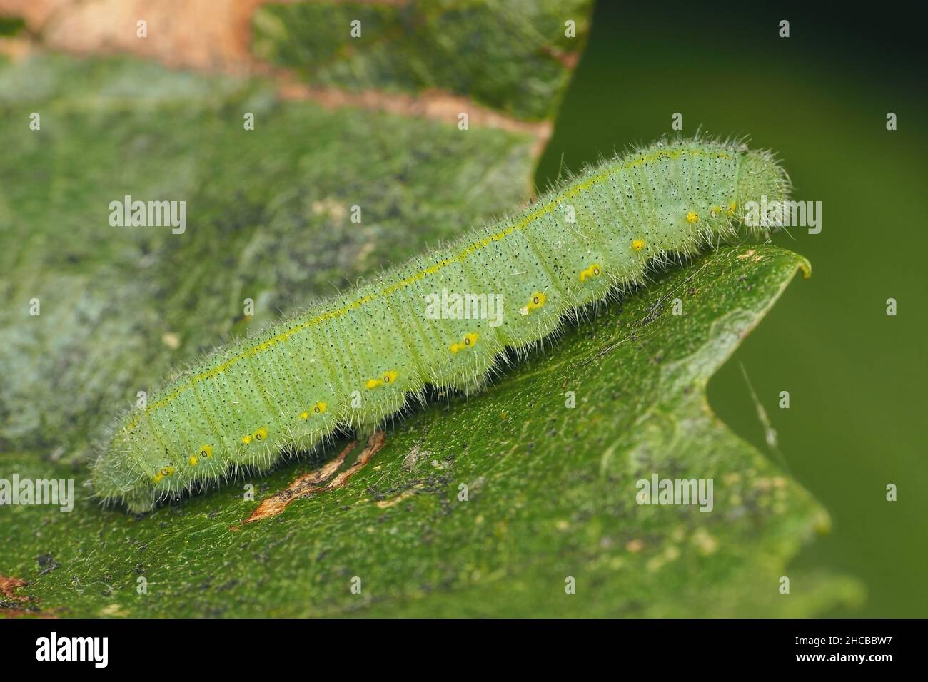 Small White butterfly caterpillar (Pieris rapae) resting on leaf. Tipperary, Ireland. Stock Photo