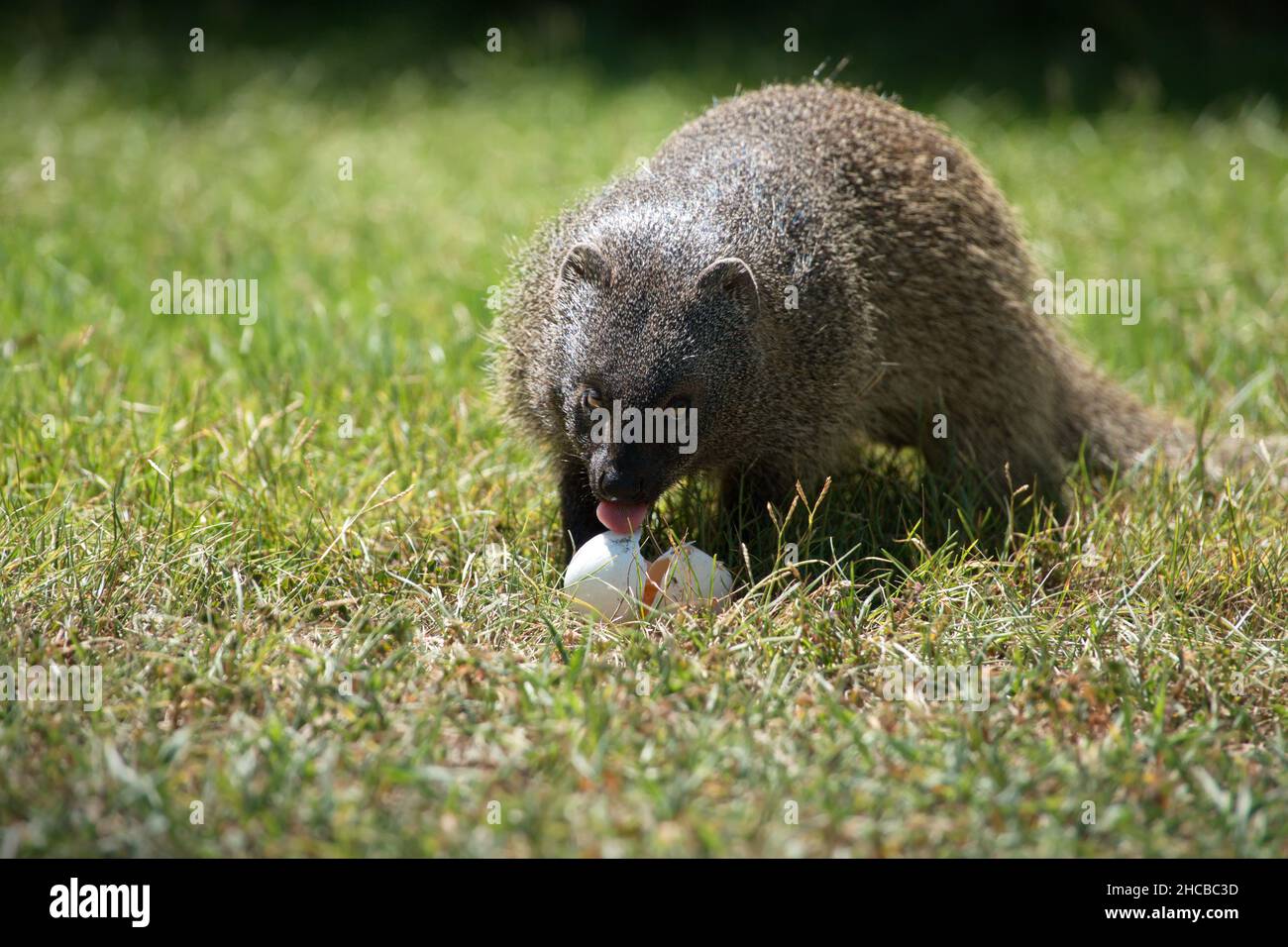 View of an Egyptian mongoose eating a big egg on grassland in Israel