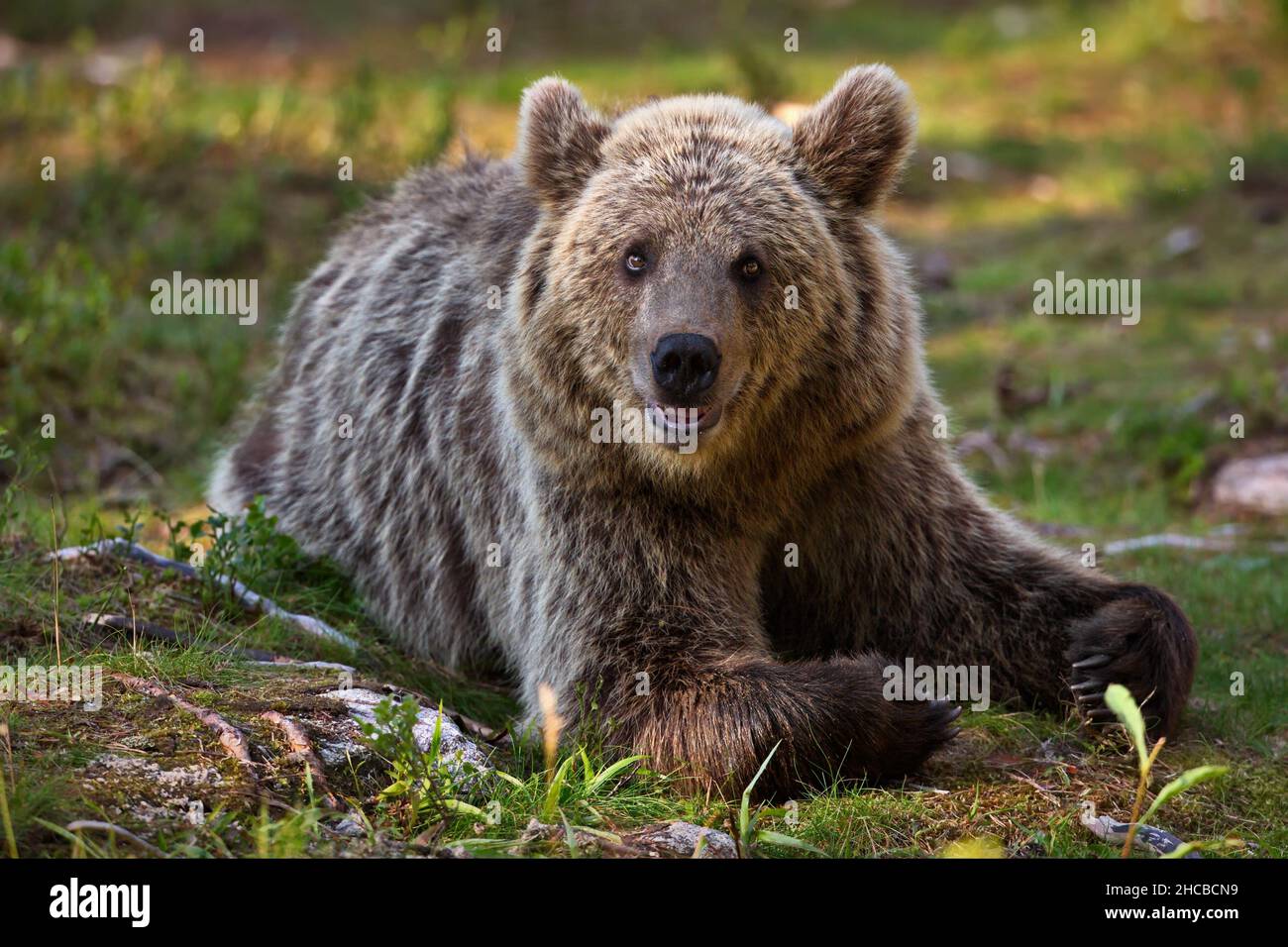 Big brown bear in the forest in Finland Stock Photo