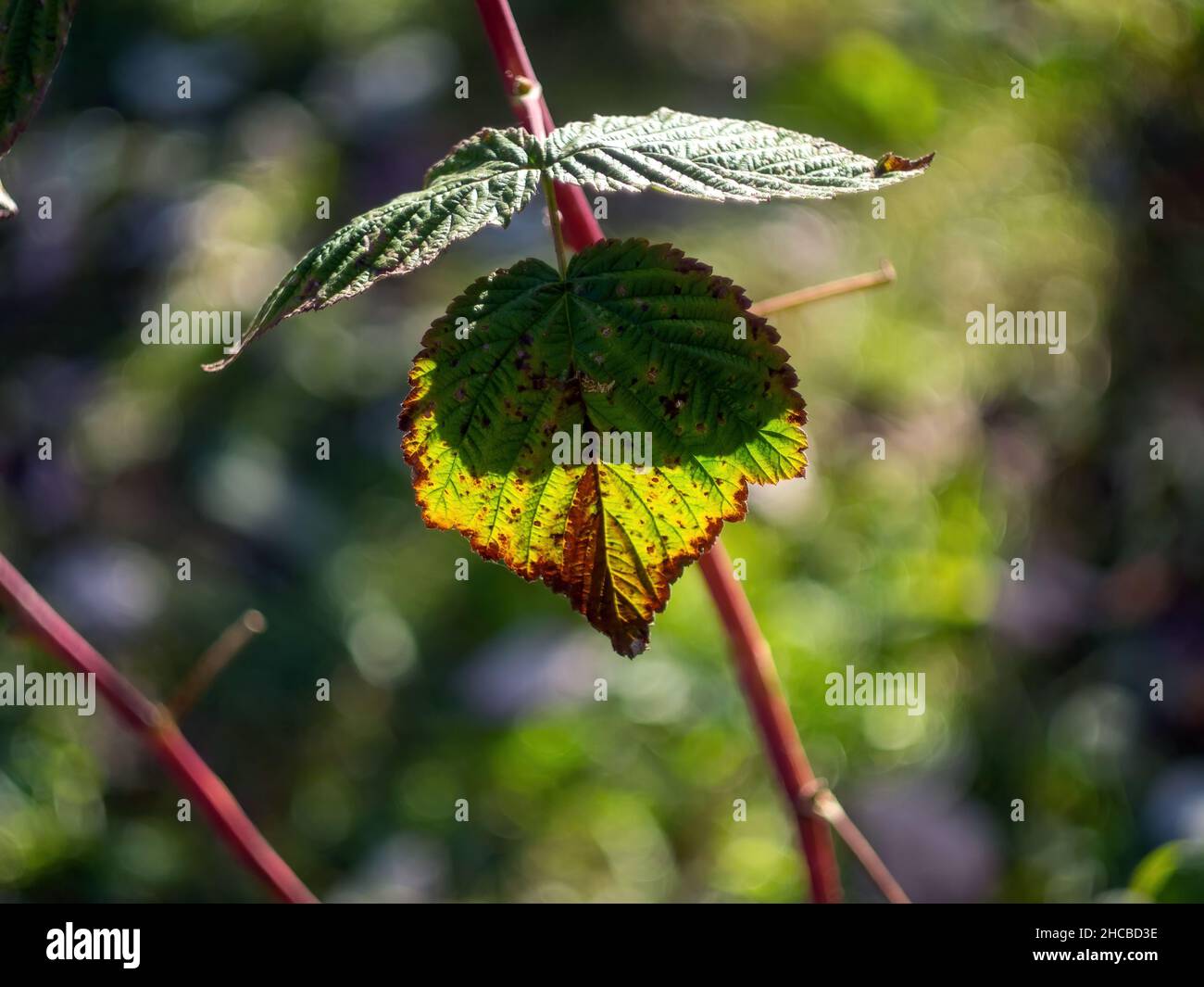 raspberry leaves on bushes in the garden, in autumn Stock Photo
