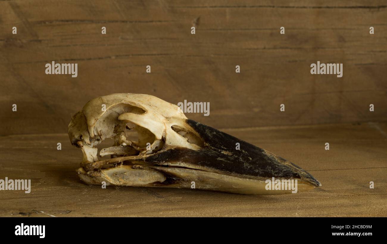 Kookaburra Skull Australian Native Bird on a Rustic Wooden Background Stock Photo